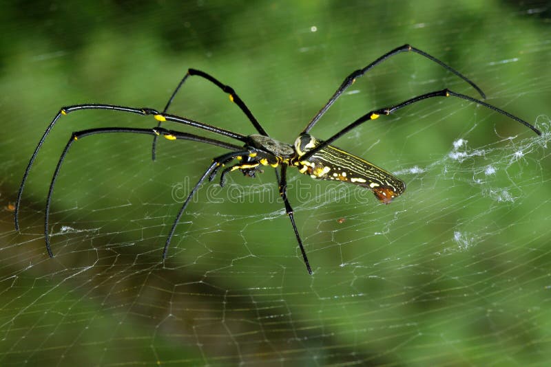 A dangerous wild spider with its trap net stock photography