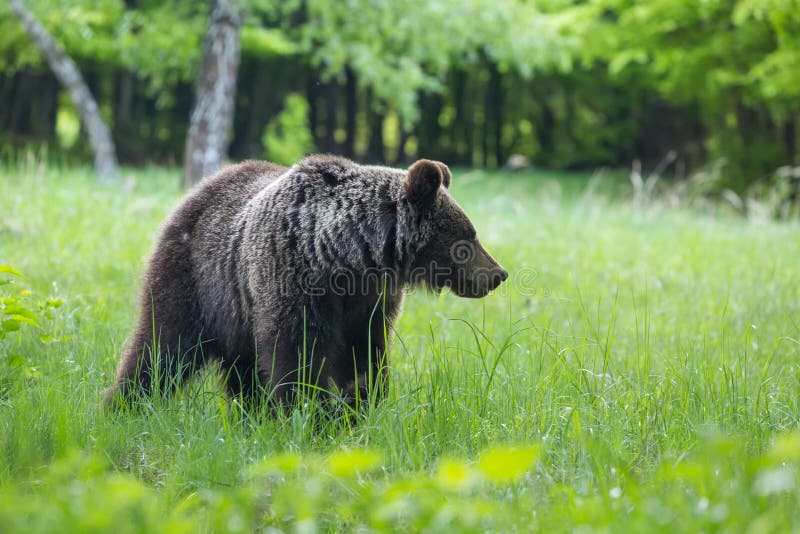 Brown bear , ursus arctos , walks on mountain meadow