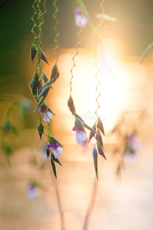 Detallado de colgante flor cabeza en el sol contra Agua.