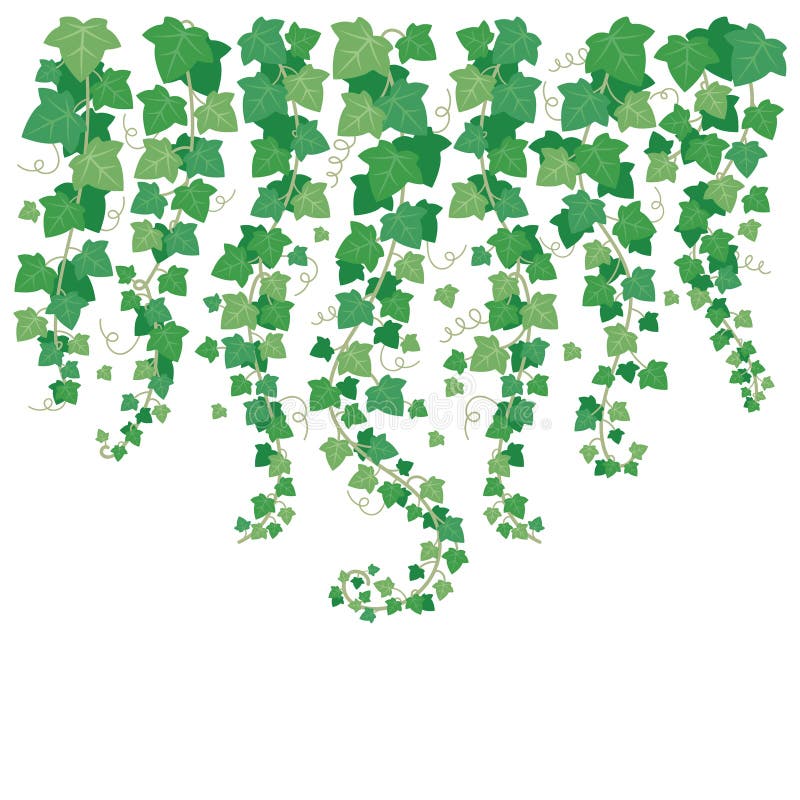 3,100+ Hanging Vines Stock Illustrations, Royalty-Free Vector Graphics &  Clip Art - iStock