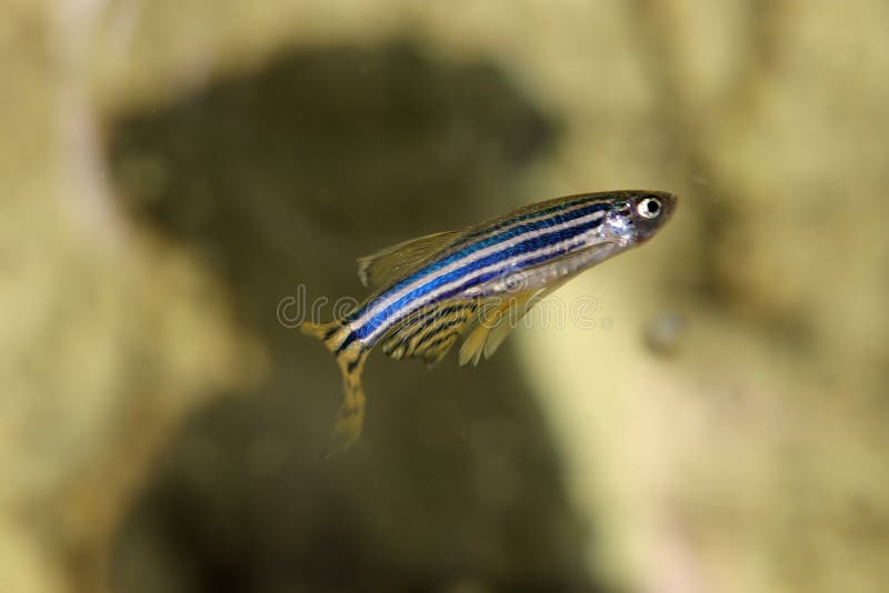 Danio Fish. Aquarium Macro Closeup Background Stock Image Image of