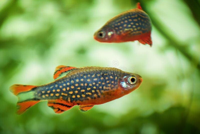 Danio margaritatus poisson d'eau douce perle céleste danio dans l'aquarium est souvent aussi souvent appelé galaxy rasbora ou microrasbora galaxy. photographie d'aquascapage d'animaux avec un dégradé de focus.