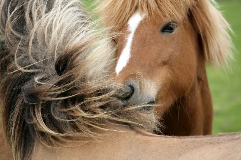 Danish horses