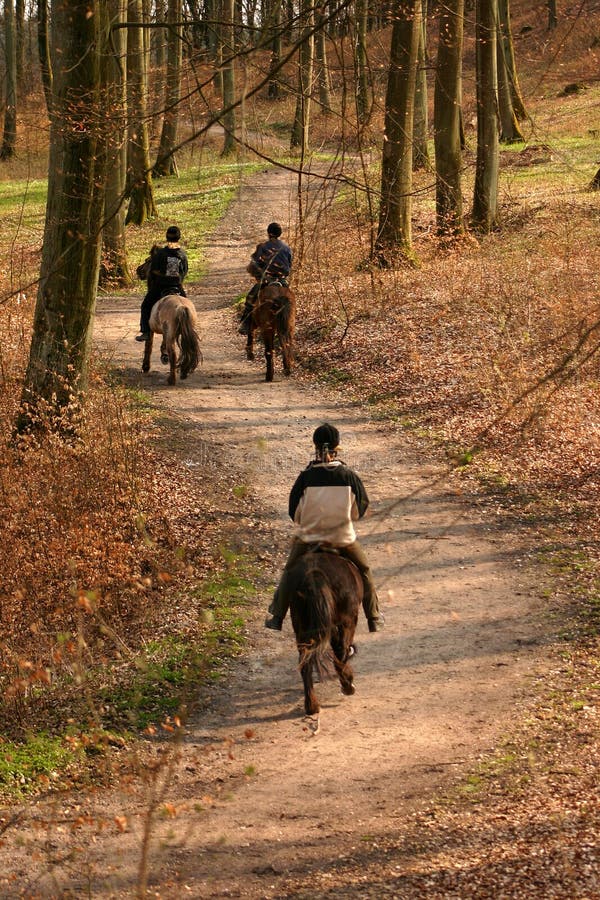 Danish horses