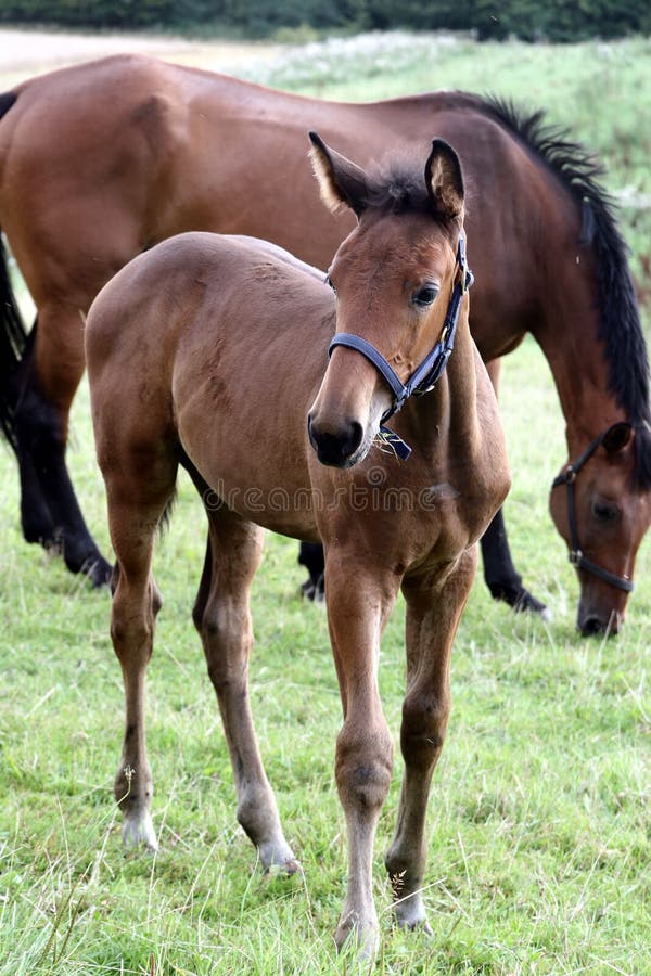 Danish horses