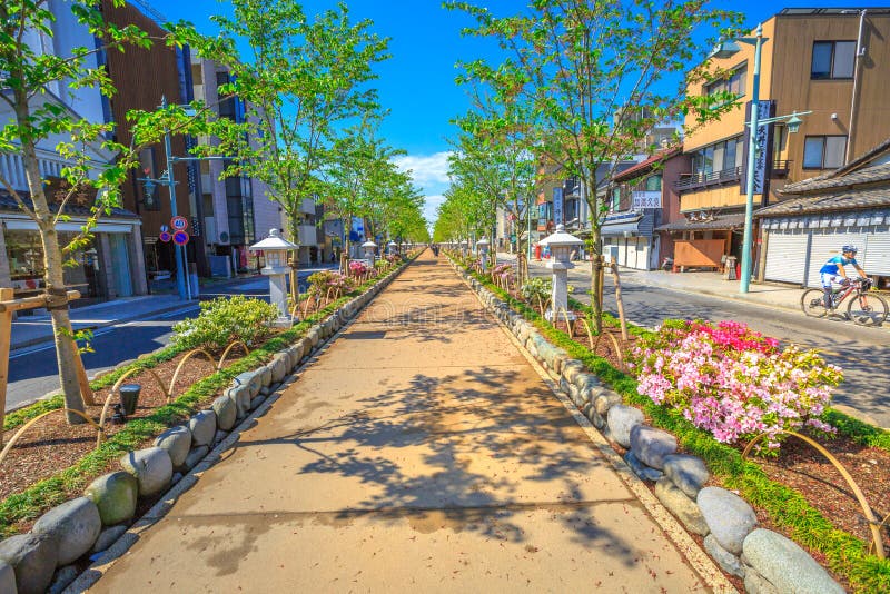 Kamakura, Japan - April 23, 2017: Dankazura way on Wakamiya-Oji Avenue with cherry trees from the Tsurugaoka Hachiman shinto sanctuary to the beach of Kamakura in Japan. Kamakura, Japan - April 23, 2017: Dankazura way on Wakamiya-Oji Avenue with cherry trees from the Tsurugaoka Hachiman shinto sanctuary to the beach of Kamakura in Japan.