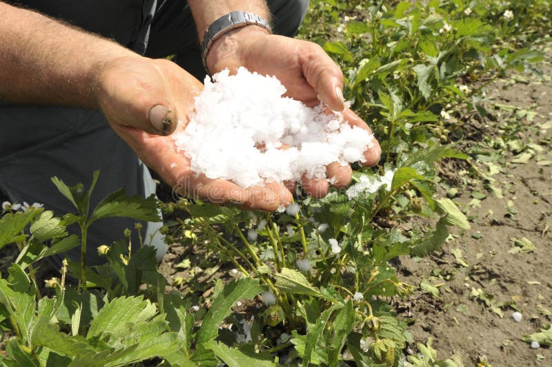 Hail damage in salad crops, farmer showing big hailstones and damaged plants. Hail damage in salad crops, farmer showing big hailstones and damaged plants