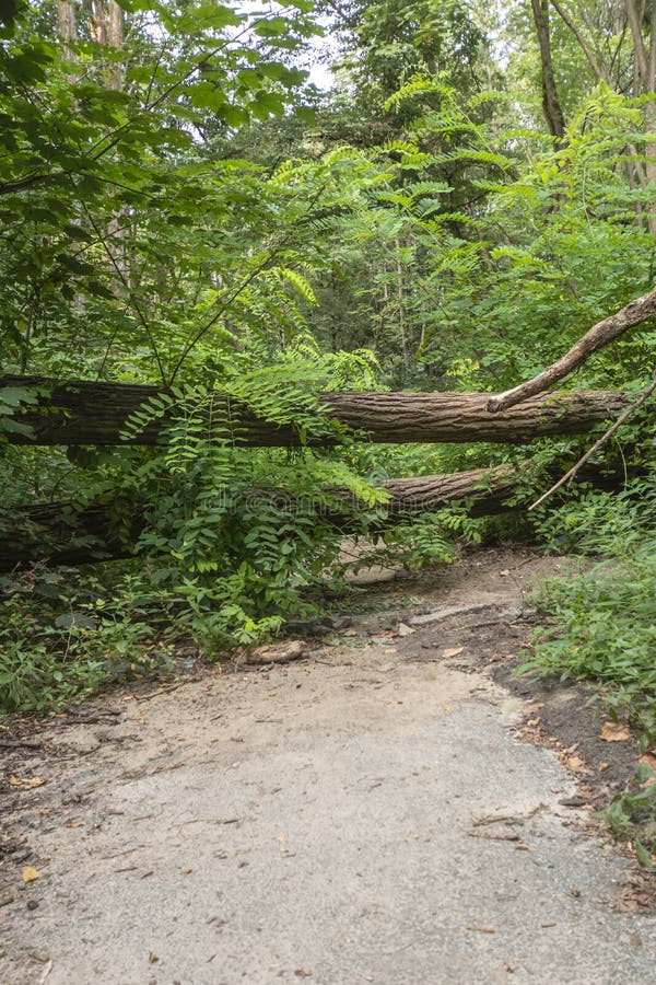 Danni causati da alberi caduti che bloccano il sentiero dopo una tempesta a berlino