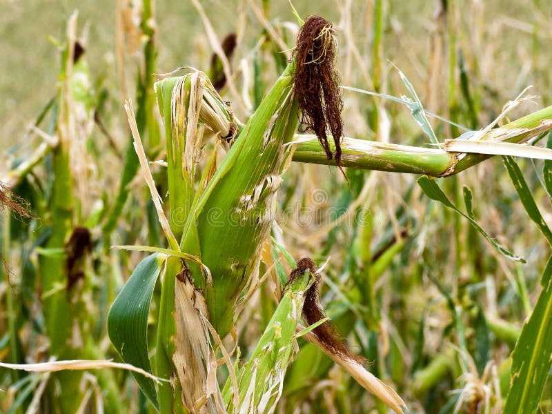 Great Hail damage. Kinked maize to hail on a corn field. Great Hail damage. Kinked maize to hail on a corn field