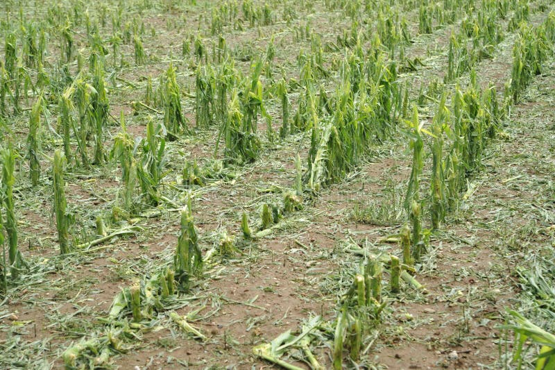 Hail damage on a field with maize. Hail damage on a field with maize
