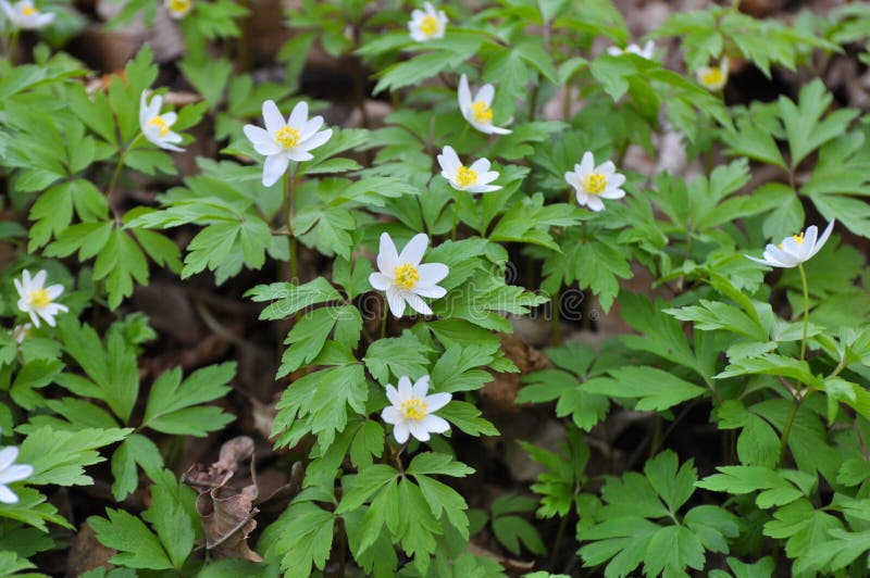 Dans La Fleur Sauvage Début Printemps Plante Vivace Anemone Nemorosa Photo  stock - Image du wildflower, floraison: 227606760