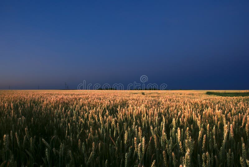 Dans le domaine de blé la nuit