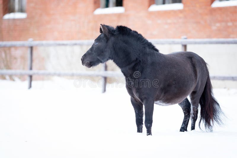 Dans le noir poney manege au jour d'hiver