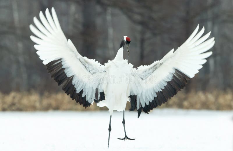 Dansa kranen Den rituella förbindelsedansen kran krönad red Vetenskapligt namn: Grusjaponensisen, kallade också det japanskt elle