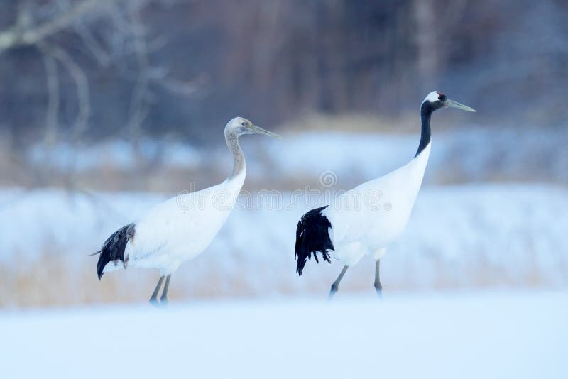 Dansa par av Röd-krönade kranar med, med häftiga snöstormen, Hokkaido, Japan Par av härliga fåglar, djurlivplats från naturen royaltyfri bild Dansa par av Röd-krönade kranar med, med häftiga snöstormen, Hokkaido, Japan Par av härliga fåglar, djurlivplats från naturen royaltyfri bild