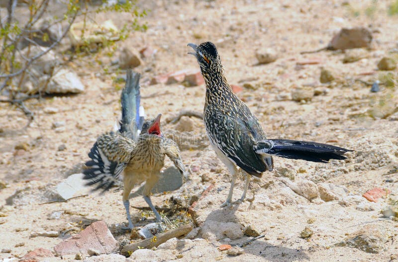 Danse de accouplement de Roadrunner photos libres de droits Danse de accouplement de Roadrunner photos libres de droits