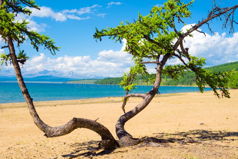 Dancing tree on the sandy beach of Lake Hovsgol, Mongolia. In the distance - the Great Sayan Ridge. Dancing tree on the sandy beach of Lake Hovsgol, Mongolia. In the distance - the Great Sayan Ridge