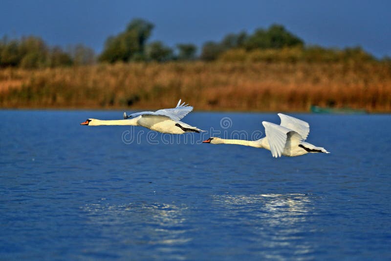 Two swans in flight from Danube Delta Biosphere Reserve, Tulcea County, Romania