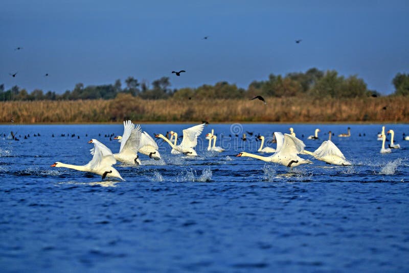 Swans and coots taking off from Ligheanca Lake, Danube Delta, Tulcea County, Romania