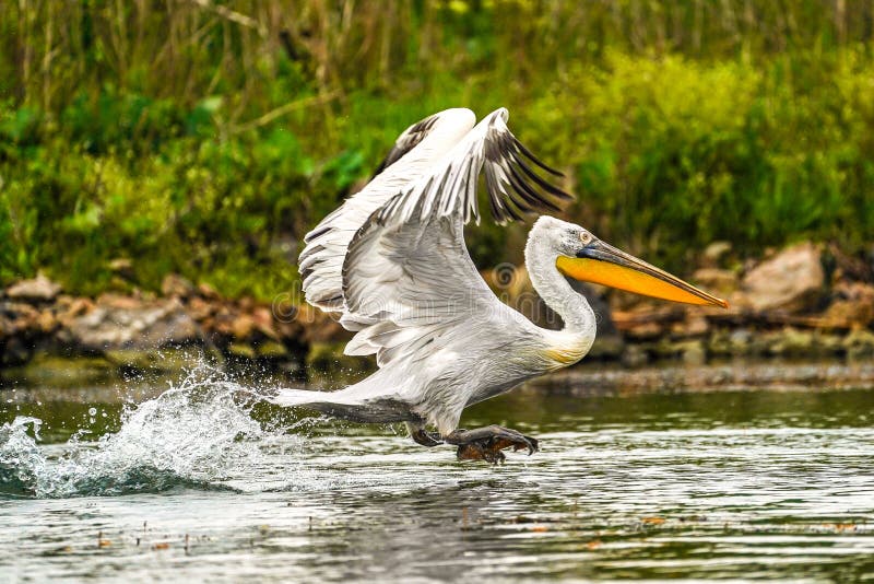 Danube Delta`s Dalmation Pelican Pelecanus crispus flying above the water and making a splash