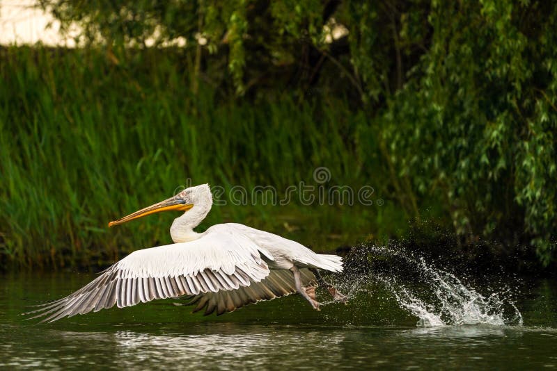 Danube Delta`s Dalmation Pelican Pelecanus crispus flying above the water and making a splash