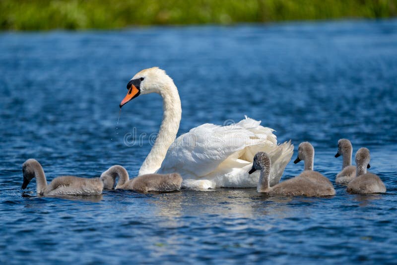 Danube Delta Swan and youngsters