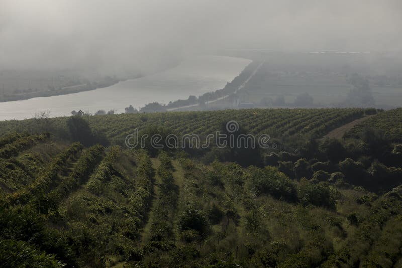 Danube river and rows of vineyard before harvesting