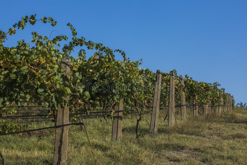 Danube river and rows of vineyard before harvesting
