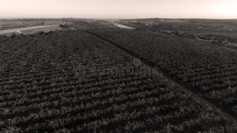 Danube river and rows of vineyard before harvesting