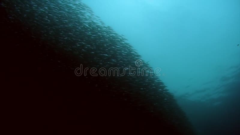 Danza y movimiento de la escuela de peces bajo el agua.