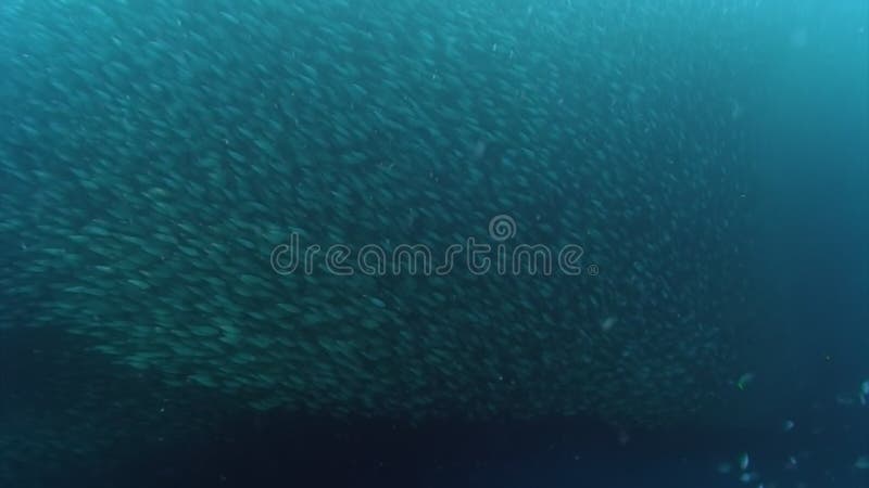 Danza y movimiento de la escuela de peces bajo el agua.