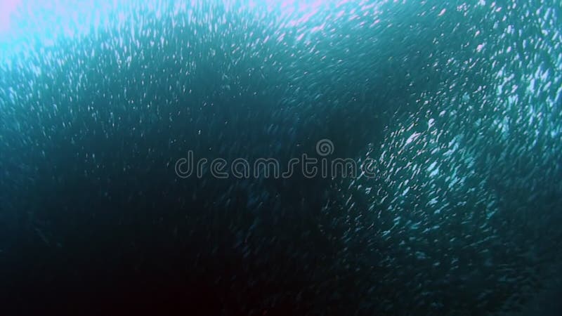 Danza y movimiento de la escuela de peces bajo el agua.