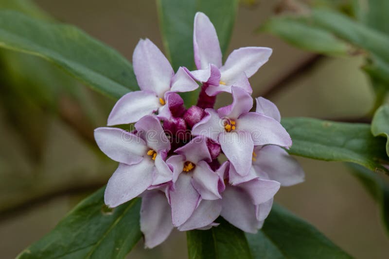 Daphne bholua stock image. Image of leaves, close, foliage 234029991