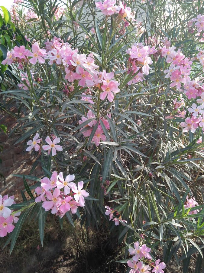 DAPHNE TRANSATLANTICA PINK FRAGRANCE =& x27;BLAPINK& x27; royalty free stock photo DAPHNE TRANSATLANTICA PINK FRAGRANCE =& x27;BLAPINK& x27; royalty free stock photo