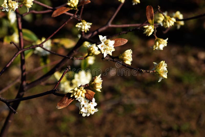 Daphne stock image. Image of arrival, japan, flower, plant 88724713