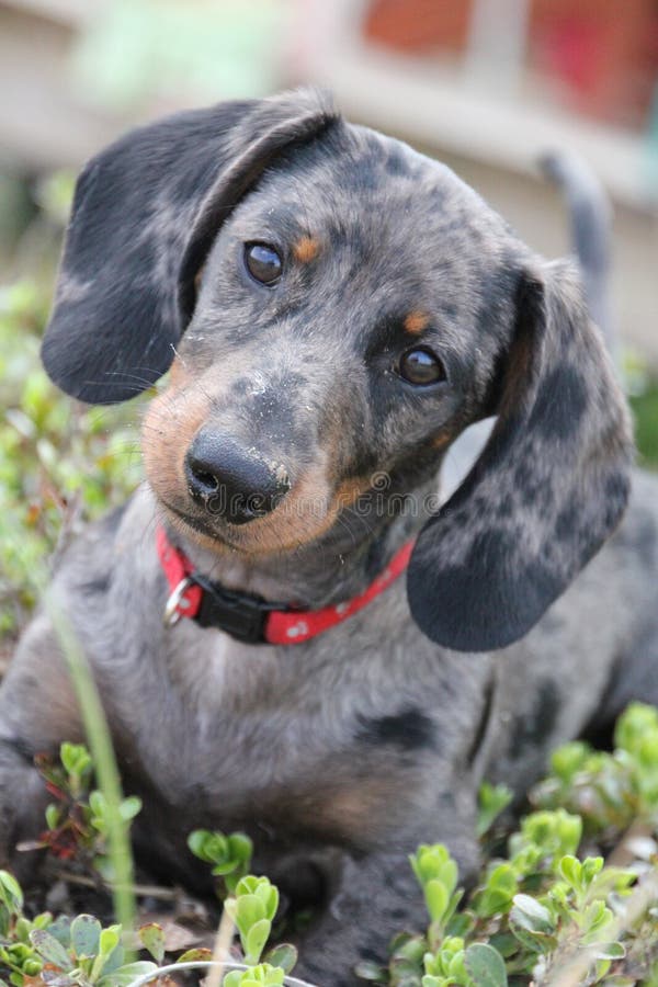 Dapple Dachshund stock photo. Image of brindled, pure 14523788