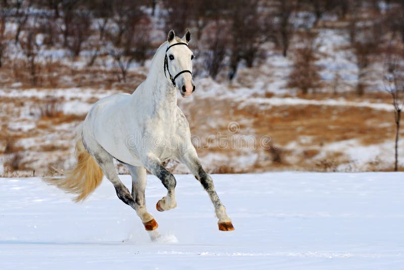 Dapple gray horse galloping in snow field in winter. Dapple gray horse galloping in snow field in winter