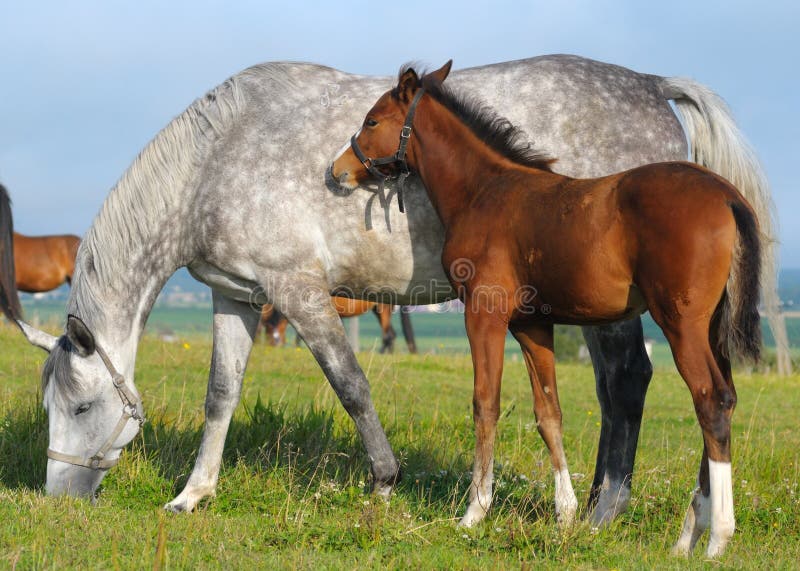 Dapple-grey mare and bay foal