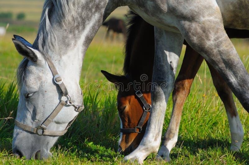 Dapple-grey mare and bay foal