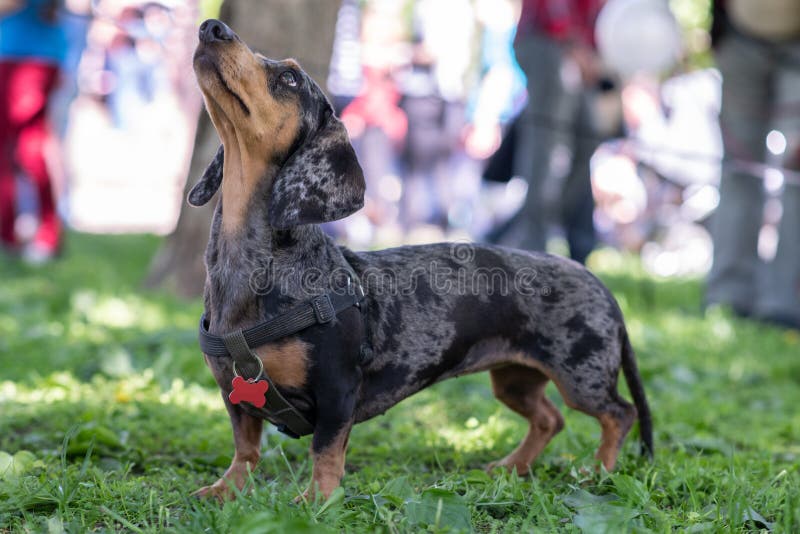 tri merle dachshund