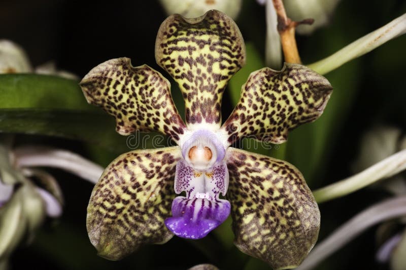 Dapple le orchidee
