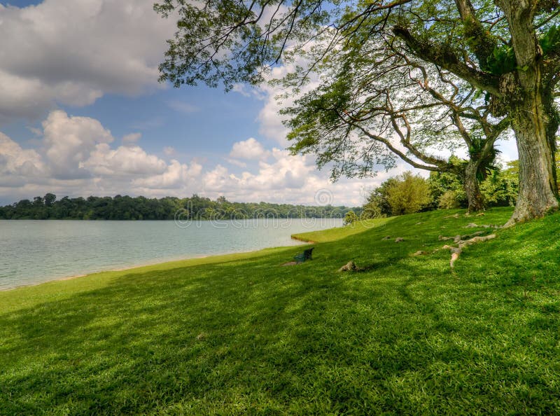 Shade under the shadows of a large tree's canopy at the edge of a lake at noon. Shade under the shadows of a large tree's canopy at the edge of a lake at noon