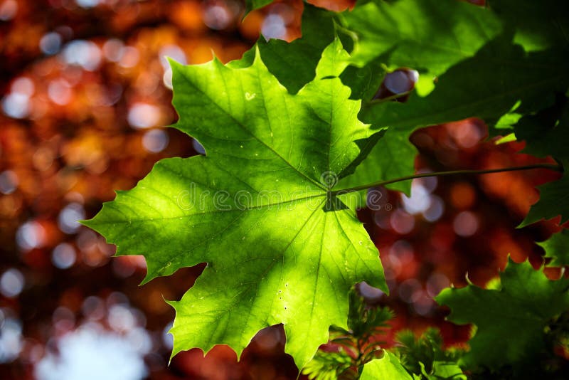 Dappled sunlight on a fresh green maple leaf royalty free stock photo Dappled sunlight on a fresh green maple leaf royalty free stock photo