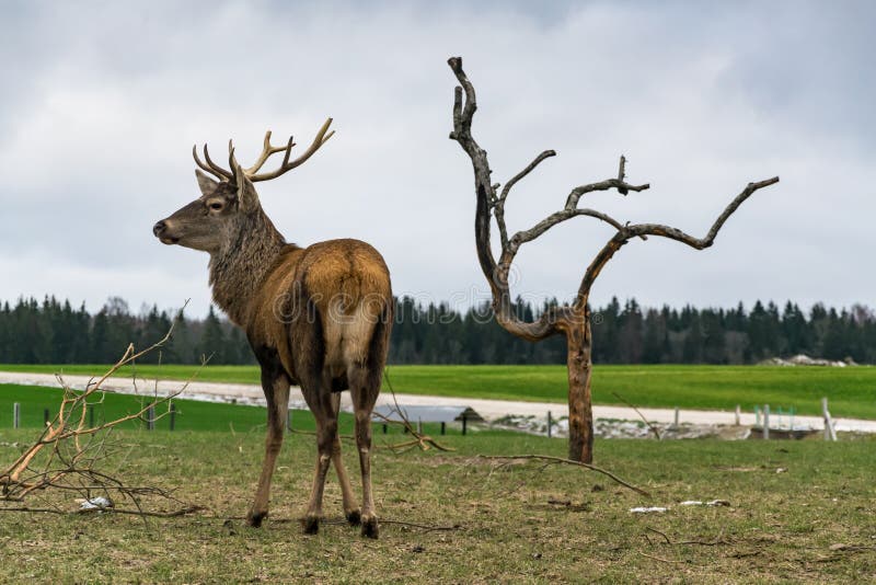 A large brown deer stands near a dried tree