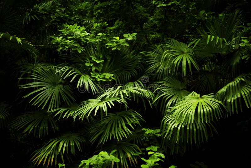 Dark Background of Jungle Foliage Stock Image - Image of texture, dark:  224316557