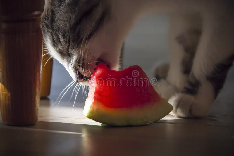 On a dark background under the table a cat is eating a watermelon in a ray of light