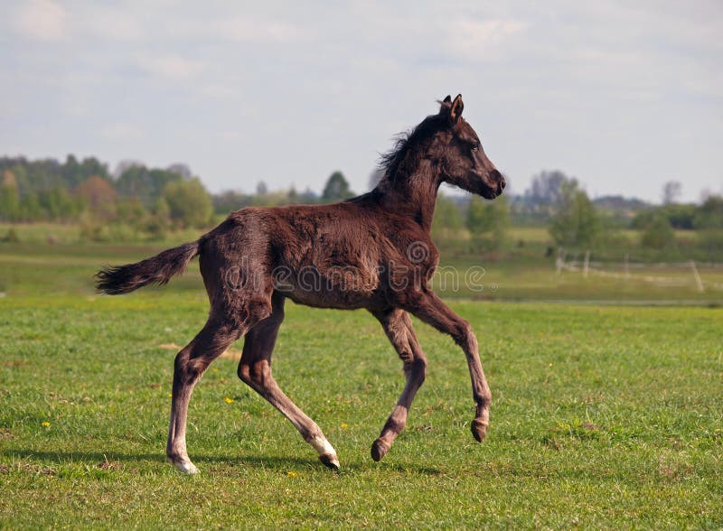 A Darkbay Foal on a Pasture Stock Image Image of foal, filly 32210551