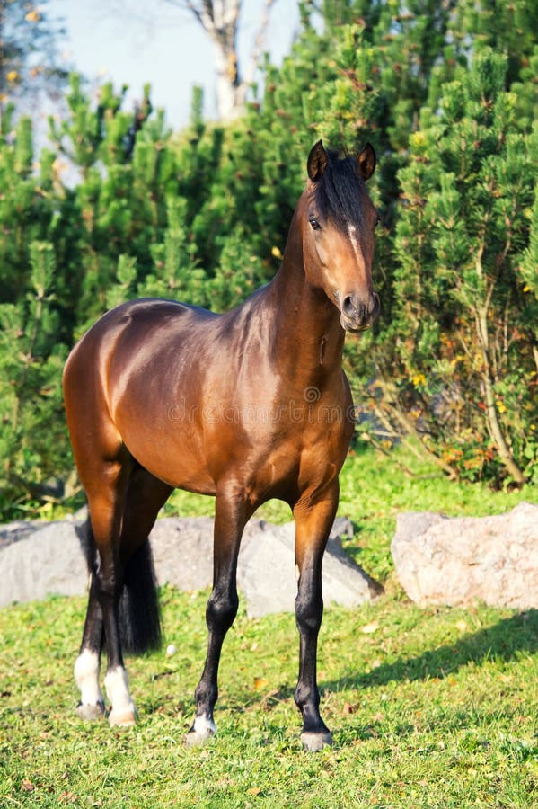 Dark bay sportive welsh pony stallion posing against pine trees