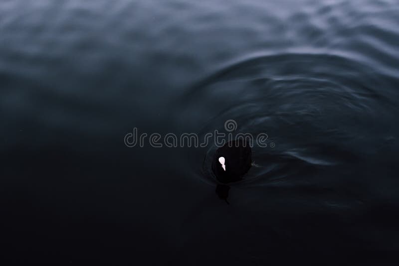 Dark black duck swimming in the water of Spaarne river. Gloomy black and blue tones contrasting with duck`s bright royalty free stock photo Dark black duck swimming in the water of Spaarne river. Gloomy black and blue tones contrasting with duck`s bright royalty free stock photo