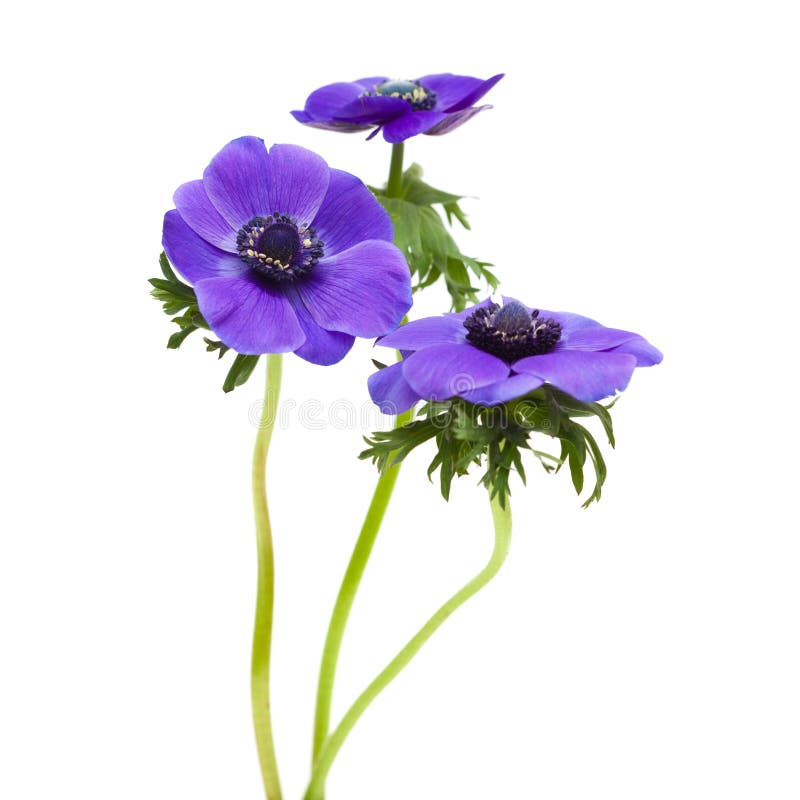 Dark blue anemone stock image. Image of seasonal, nature 40644261